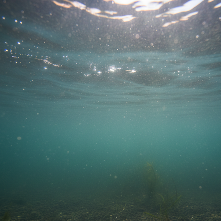 Troebel water in aquaponie begrijpen en corrigeren