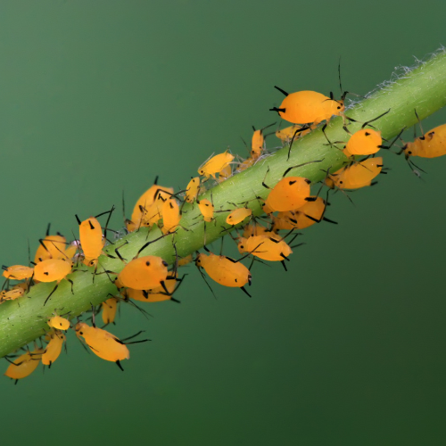Limiter les nuisibles en aquaponie