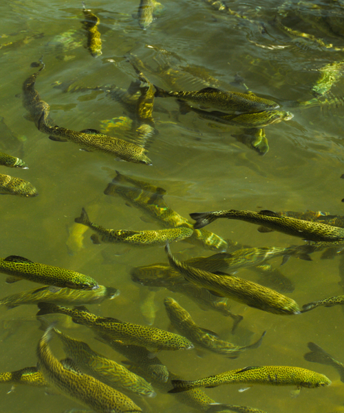 Poissons évoluant dans un bassin aquaponique bien oxygéné