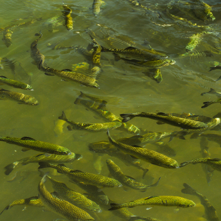 Ist Aquaponik tierfreundlich ?