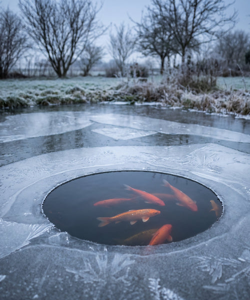 Bassin de jardin en hiver avec un trou maintenu ouvert dans la glace
