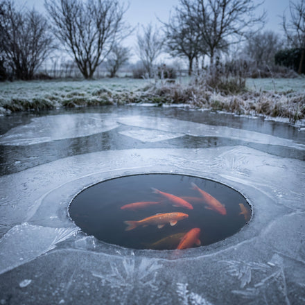 Hiverner son bassin de jardin