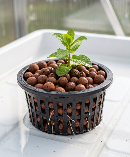 Bouture de menthe installée dans un panier ajouré garni de billes d'argile, au cœur d'un lit de culture aquaponique