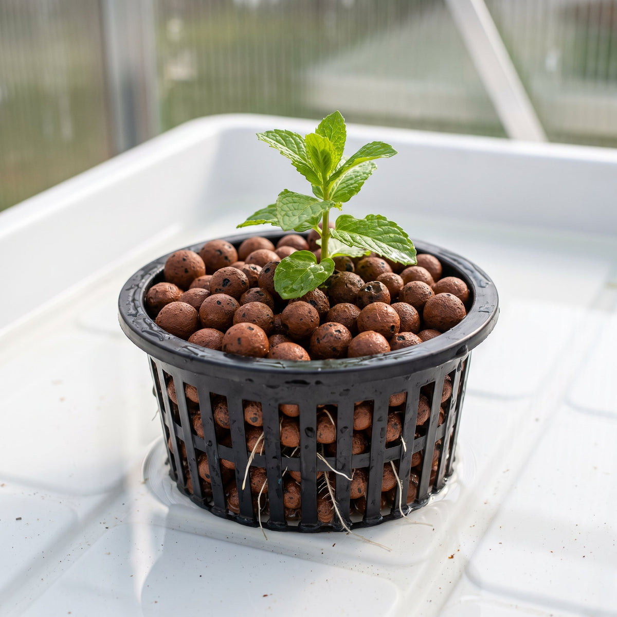 Bouture de menthe installée dans un panier ajouré garni de billes d'argile, au cœur d'un lit de culture aquaponique