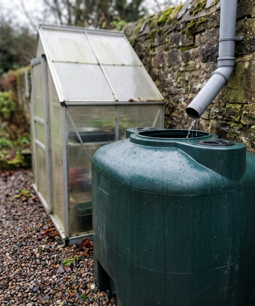Cuve de récupération d'eau de pluie alimentée par une descente de gouttière à côté d'une petite serre
