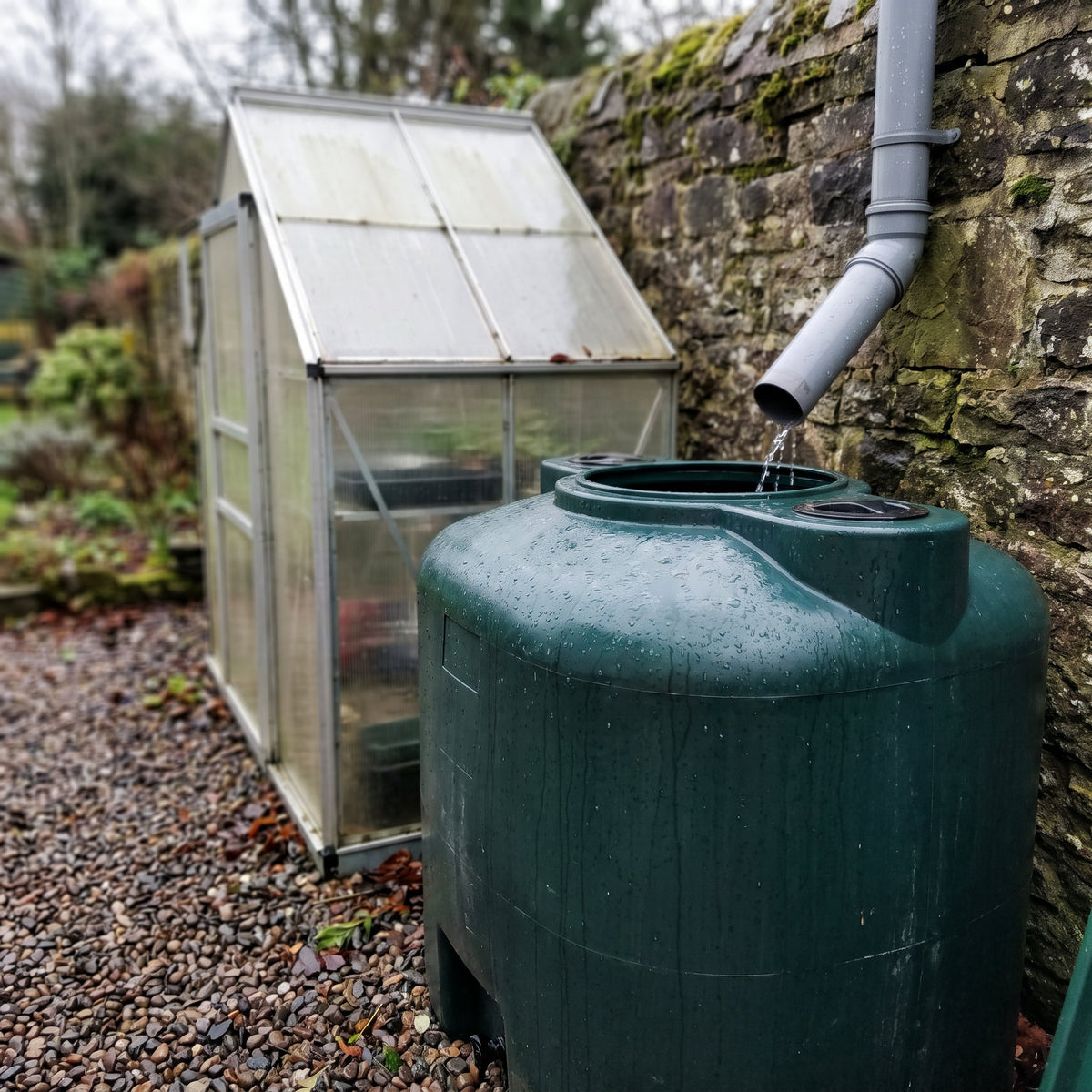 Cuve de récupération d'eau de pluie alimentée par une descente de gouttière à côté d'une petite serre