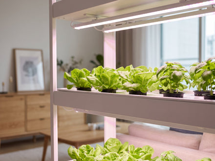 Éclairage LED pour culture intérieure