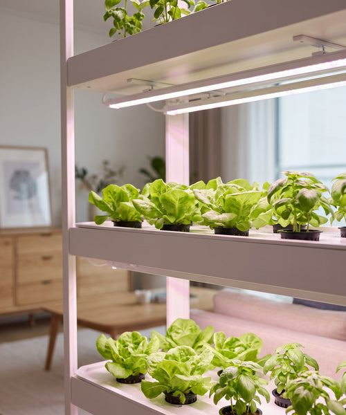 Étagère de culture intérieure éclairée par des barres LED horticoles au-dessus de salades et de basilic