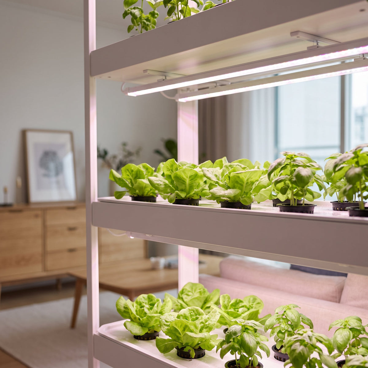 Étagère de culture intérieure éclairée par des barres LED horticoles au-dessus de salades et de basilic