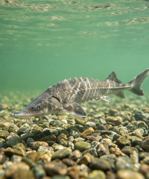 Esturgeon sterlet nageant au fond d'un bassin de jardin
