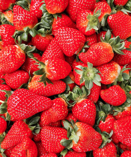 Fraises mûres récoltées en aquaponie
