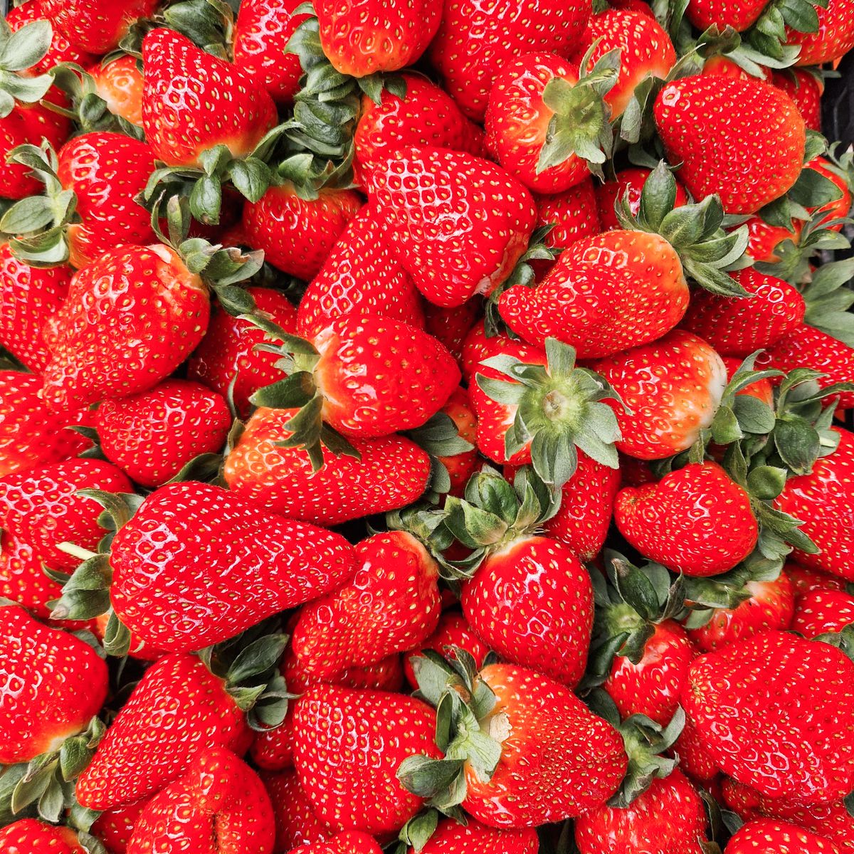 Fraises mûres récoltées en aquaponie