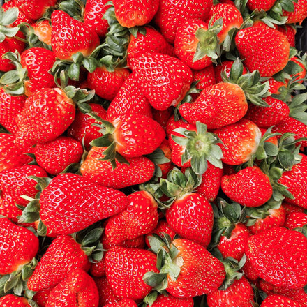 Erdbeeren in der Aquaponik anbauen: der vollständige Leitfaden