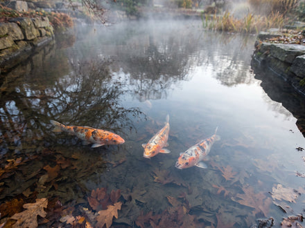 Feeding your fish in winter
