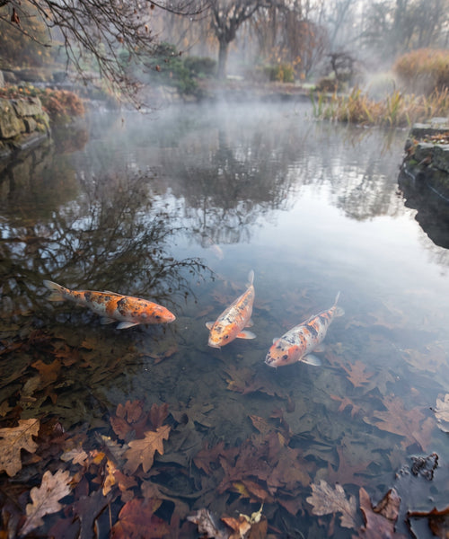 Carpes koï immobiles au fond d'un bassin de jardin en eau froide l'hiver