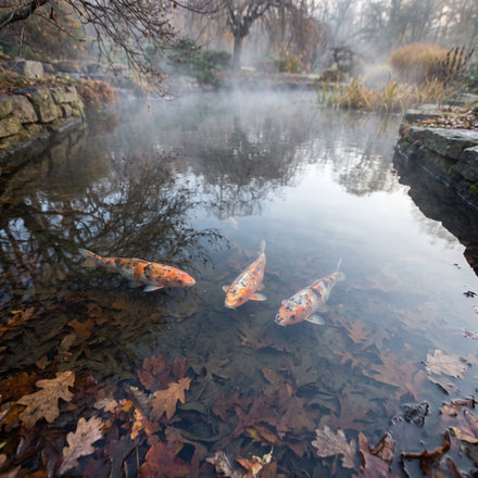 Nourrir ses poissons l'hiver