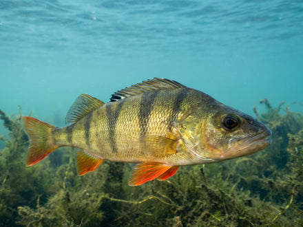 Allevare il pesce persico in acquaponica