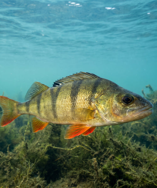 Perche commune Perca fluviatilis nageant en eau claire, élevage en aquaponie