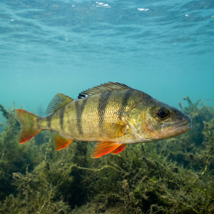 Élever la perche en aquaponie