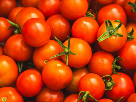 Tomaten kweken in aquaponie