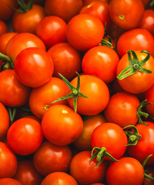 Tomates cerises rouges bien mûres prêtes à être récoltées en aquaponie