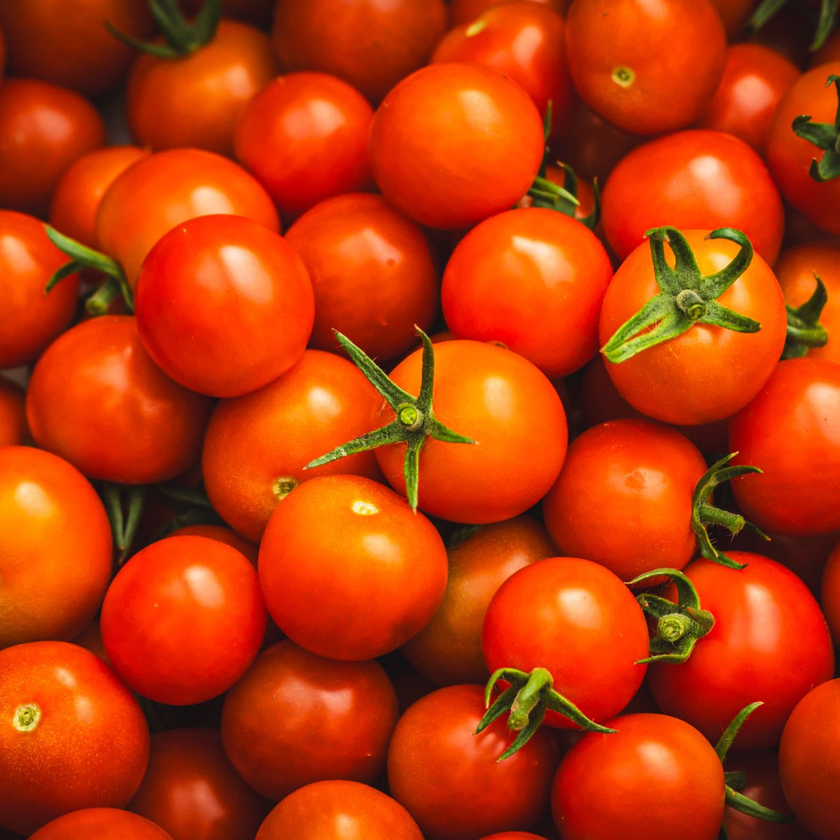 Tomates cerises rouges bien mûres prêtes à être récoltées en aquaponie