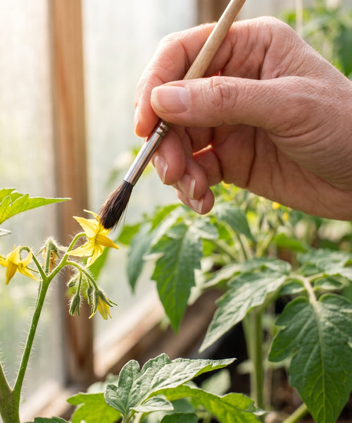 Pollinisation manuelle en intérieur d'une fleur de tomate au pinceau