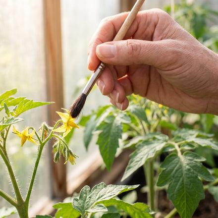 Polliniser ses plantes en intérieur