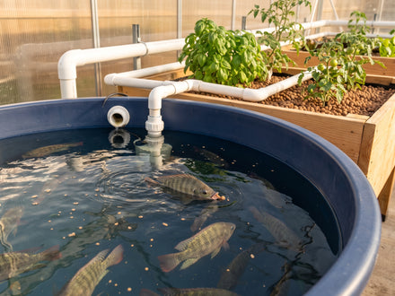 Allevare il tilapia in acquaponica