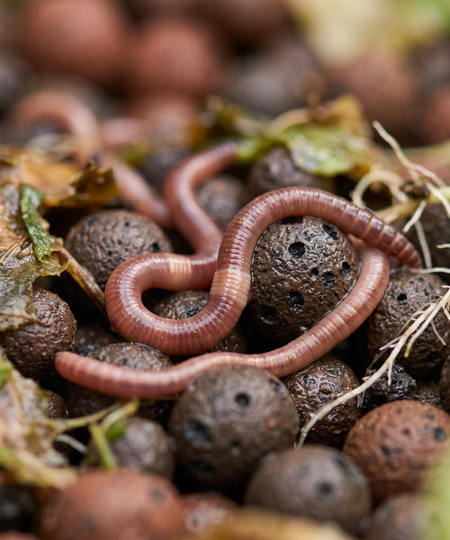 Vers de compost Eisenia fetida circulant entre des billes d'argile humides dans un bac de culture aquaponique
