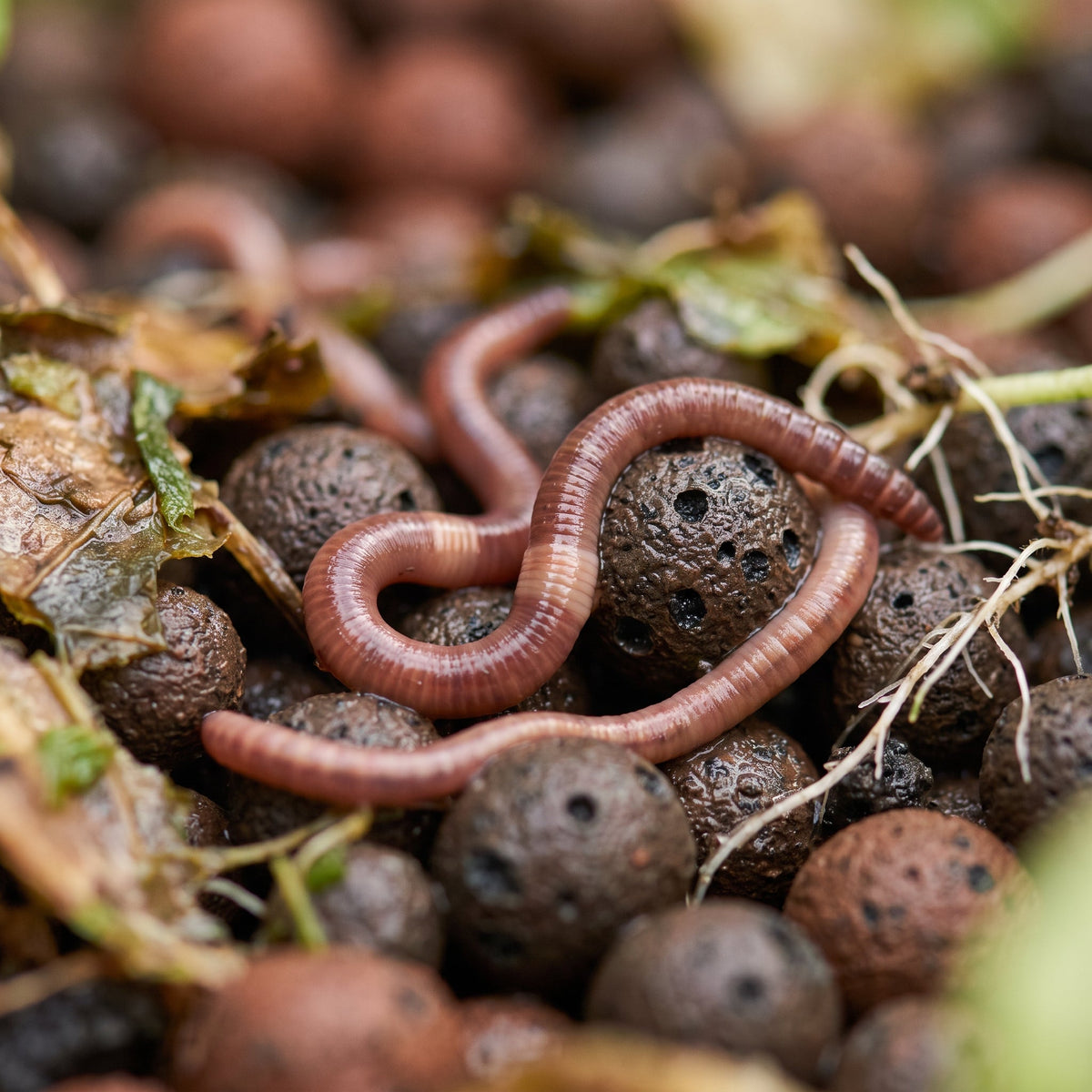 Vers de compost Eisenia fetida circulant entre des billes d'argile humides dans un bac de culture aquaponique