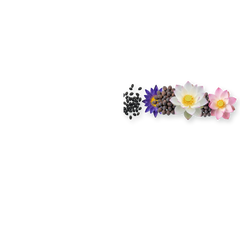 Produits du rayon Graines de plantes aquatiques chez Univers Aquaponie