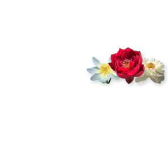 Produits du rayon Lotus chez Univers Aquaponie