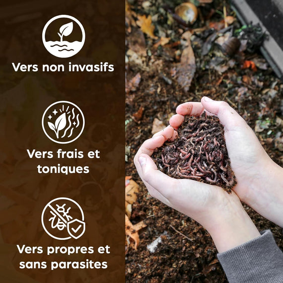 Vers de terre vivants pour lombricomposteur et composteur