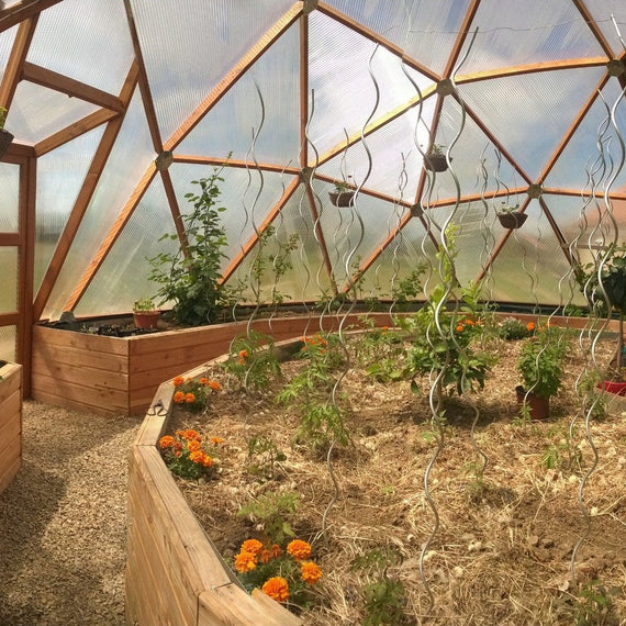 Intérieur cultivé d'une serre dôme de 7,9 m, jardinières en bois le long de la paroi