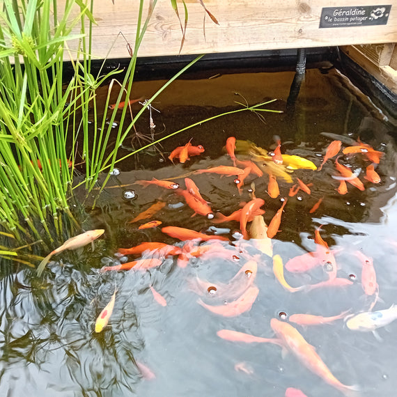 Geraldines Gemüsegarten