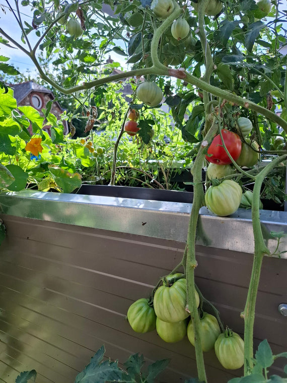 Grappe de tomates qui mûrissent en débordant d'un bac de culture du Symbiose