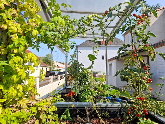 Feuillage dense de tomates et d'aromates sous la toiture du Symbiose en plein été