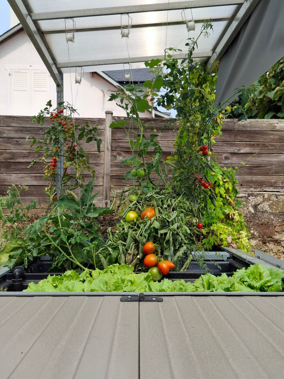 Tomates tuteurées et salades dans les bacs du Symbiose, installé au bord d'une terrasse