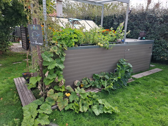 Symbiose au jardin en fin d'été, grandes plantes rampantes débordant des bacs jusque sur la pelouse