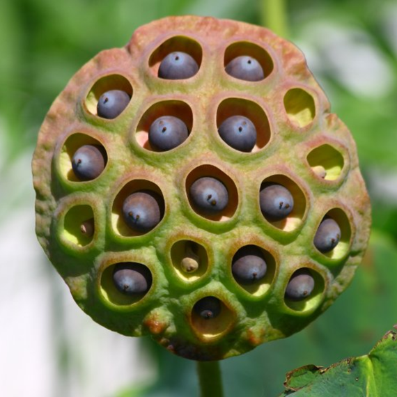 Lotus-Samen : Nelumbo nucifera