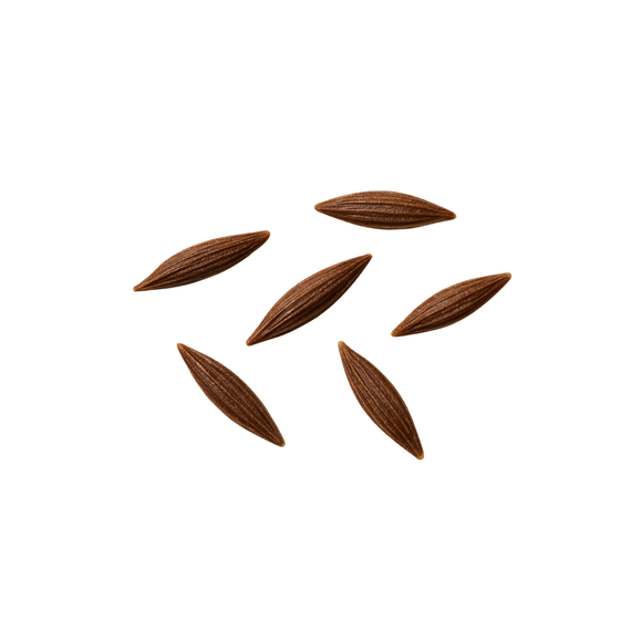 Papyrussamen : Cyperus Papyrus