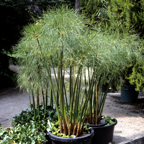 Papyrussamen : Cyperus Papyrus
