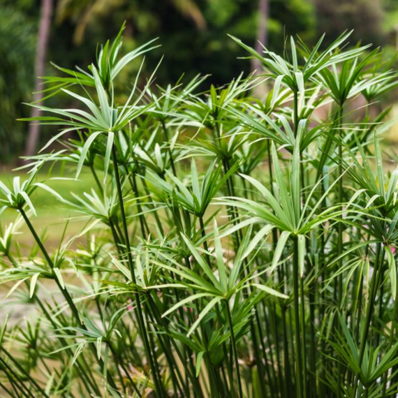 Papyrussamen : Cyperus Papyrus