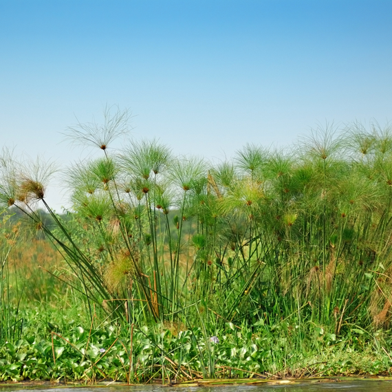 Papyrussamen : Cyperus Papyrus
