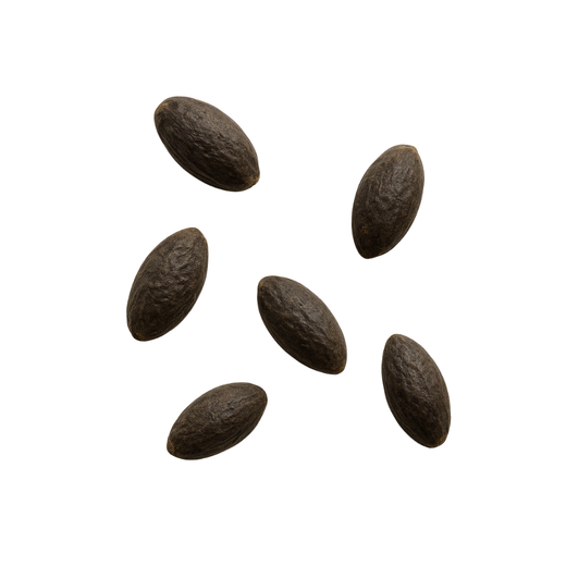 Thalia dealbata Samen