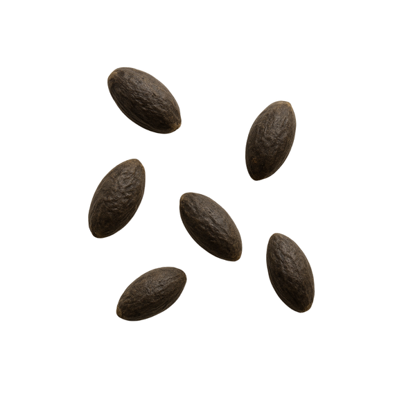 Thalia dealbata Samen