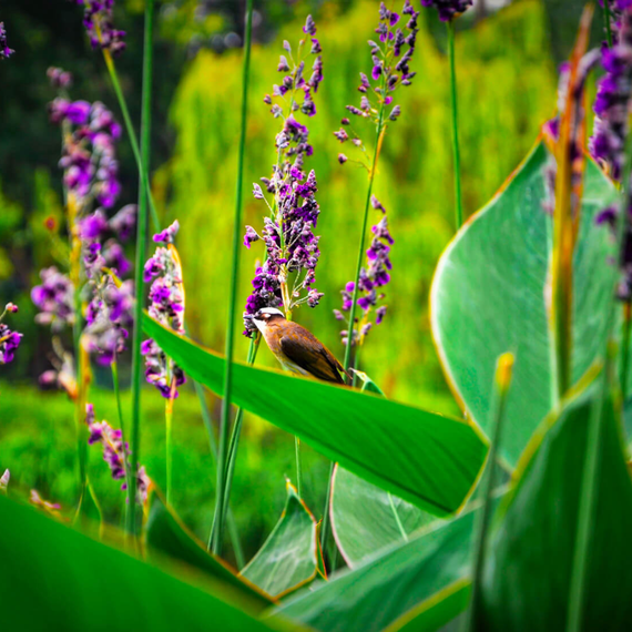 Thalia dealbata Samen