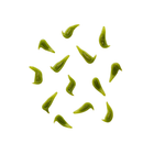Sagittaria montevidensis seeds