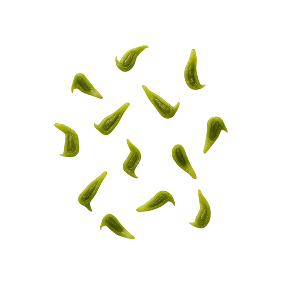 Sagittaria montevidensis-Samen